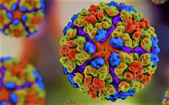 virus della Chikungunya