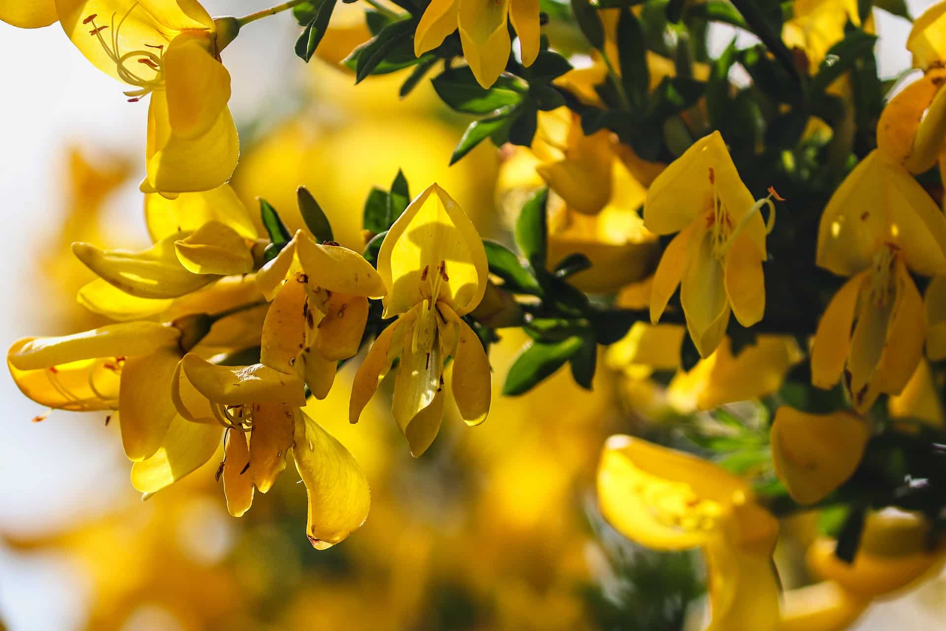 genista