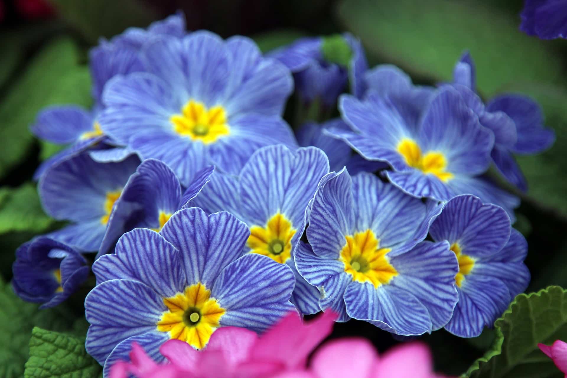 primule fiori