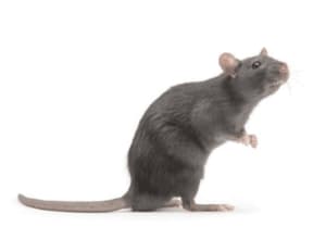 ratto