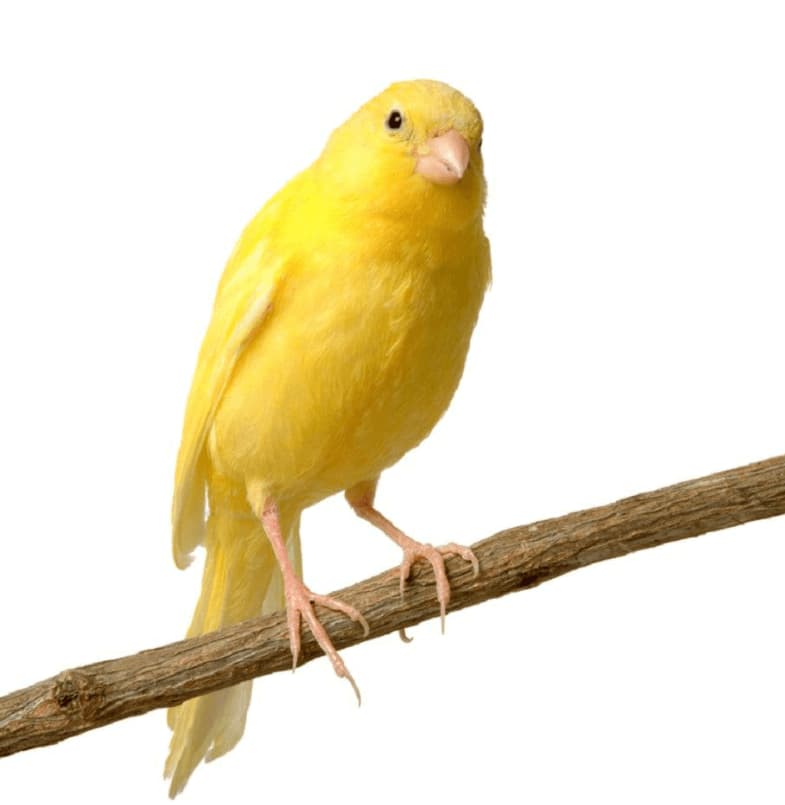canarino
