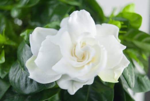Gardenia