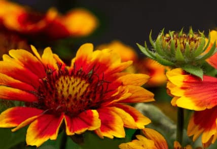Coperta di fiori - Pianta fiorita