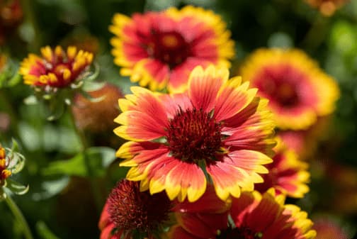 gaillardia flower