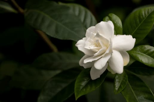 gardenie fiori