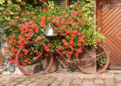 Fiore - Bouquet di fiori