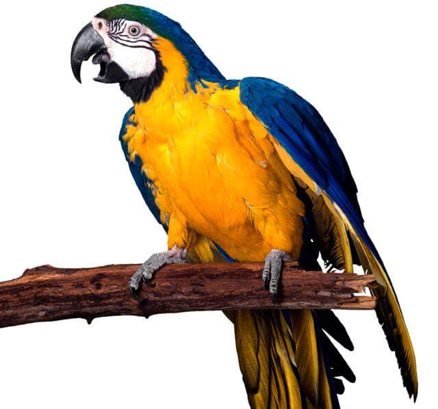 Uccelli - Pappagalli