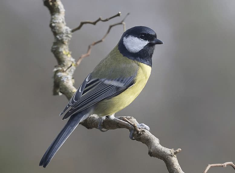 uccelli