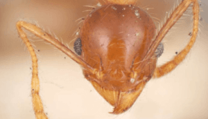 formica rossa