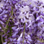 glicine