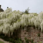 glicine bianco