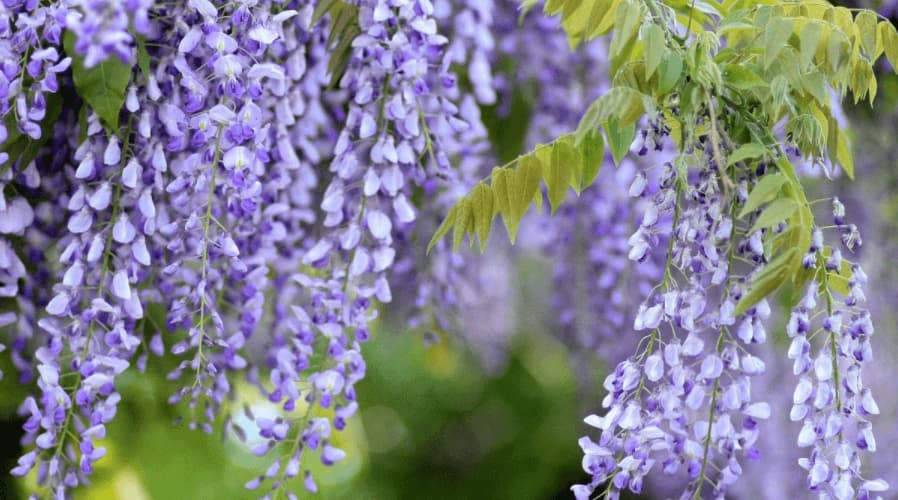 wisteria