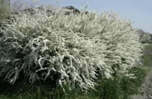 Spiraea