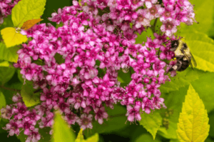 Spiraea rosa