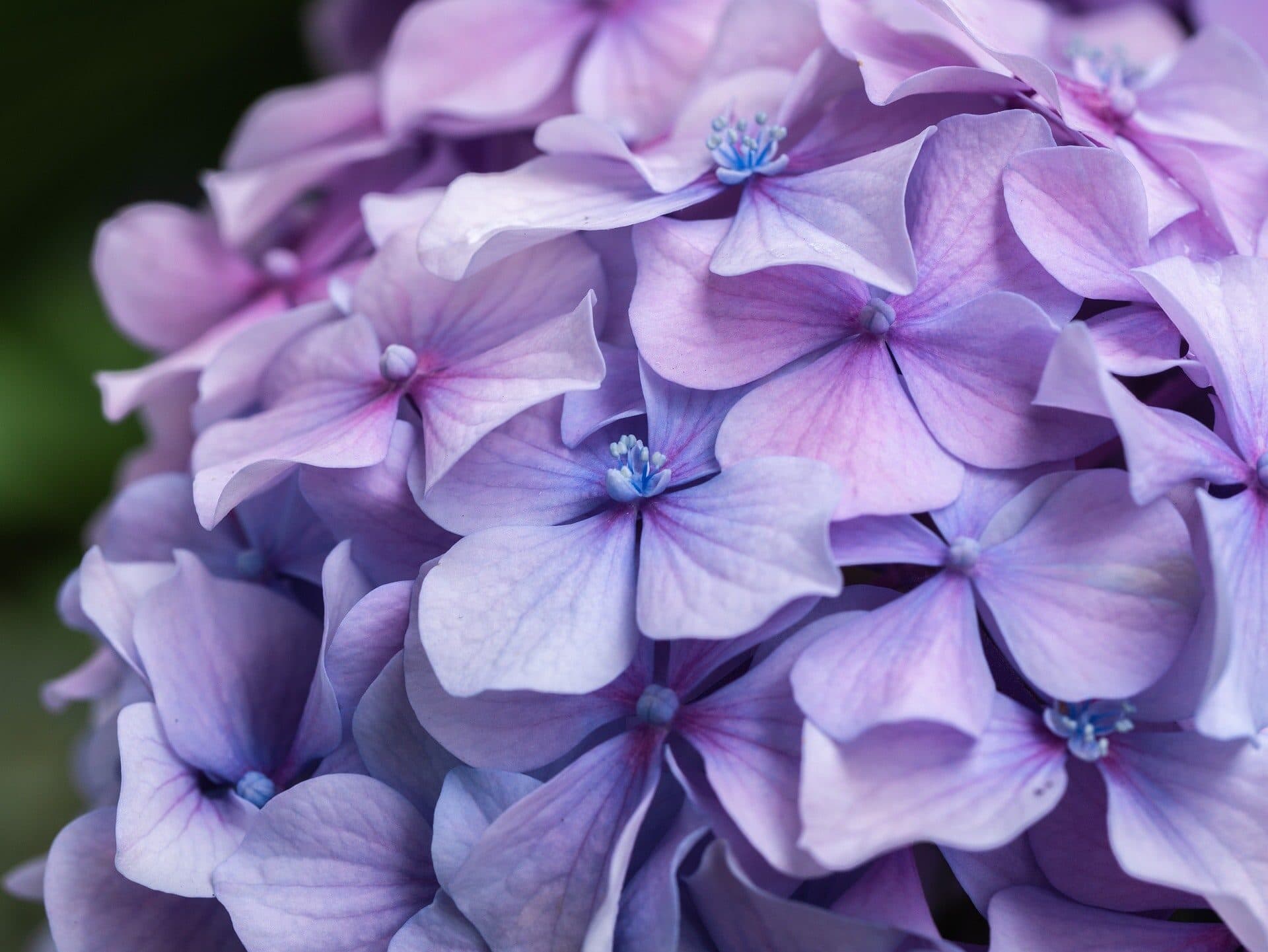 hydrangea hortensis