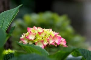hydrangea serrata