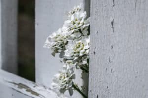 iberis perenne