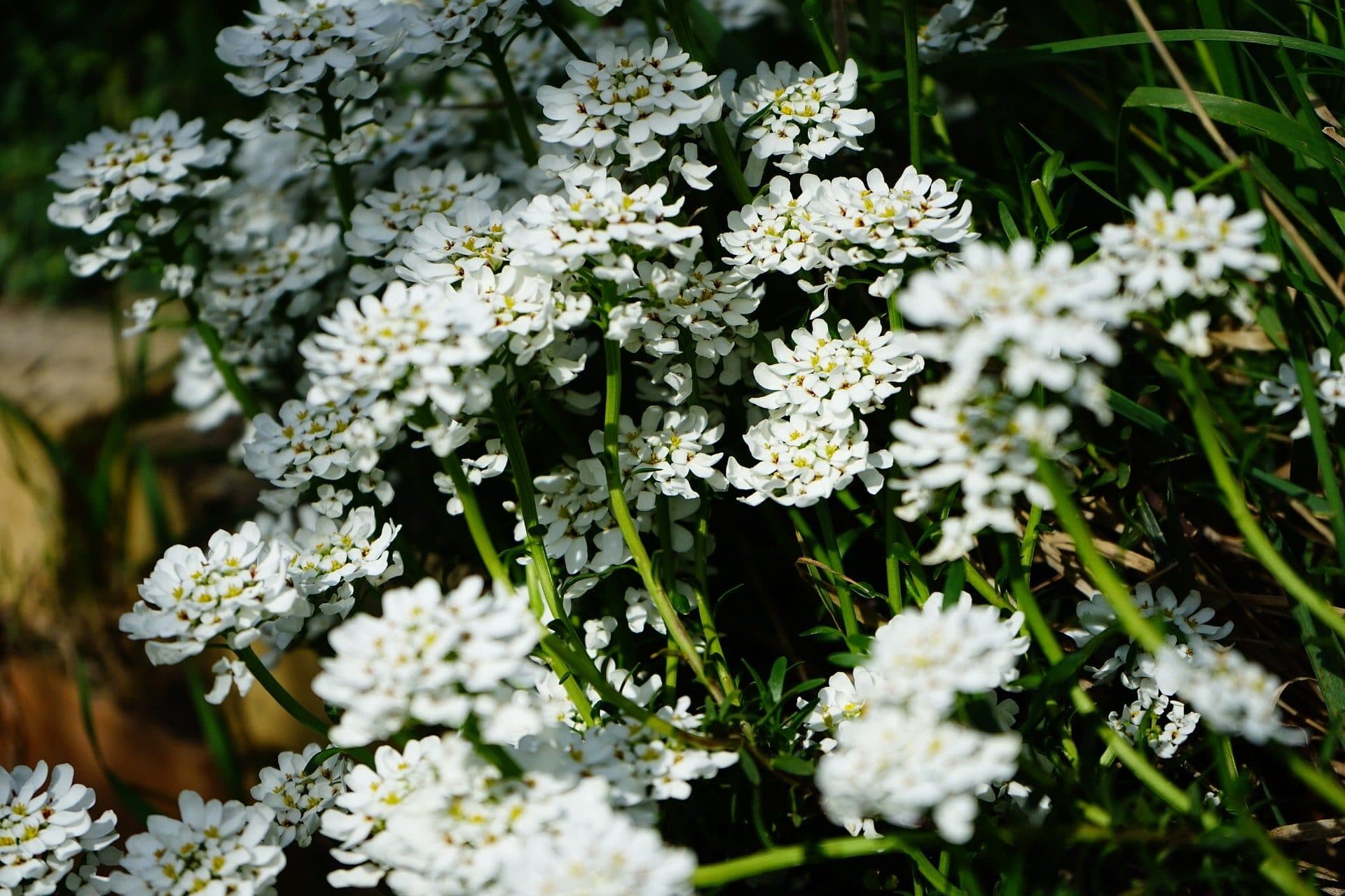 iberis