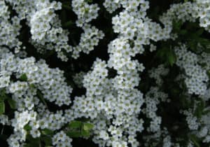 Spiraea bianca