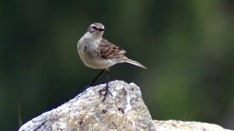 foto di uccellini di montagna