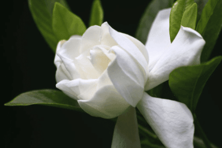 gardenia fioritura Gardenia - Profumo
