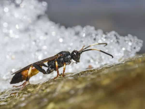 infestanti in inverno