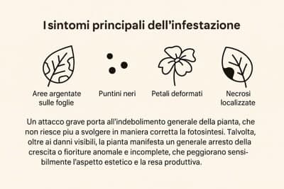 sintomi di infestazione da tripidi