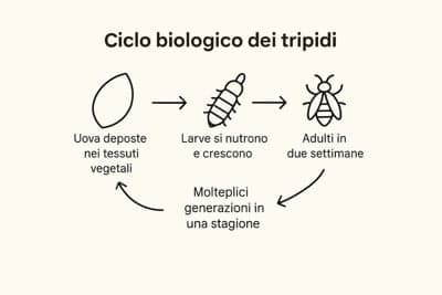 infografica del ciclo vitale dei tripidi