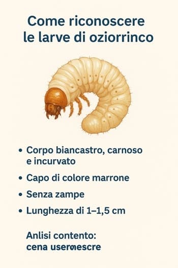 infografica sulle larve di oziorrinco