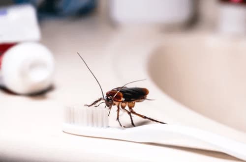 insetti domestici notturni