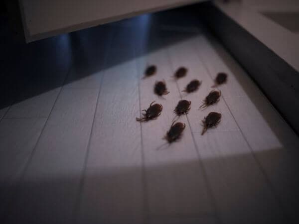 insetti inverno