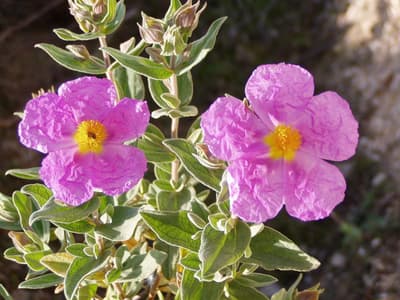 Cistus albidus - Cistus monspeliensis