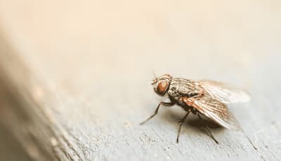 Disinfestazione Mosche