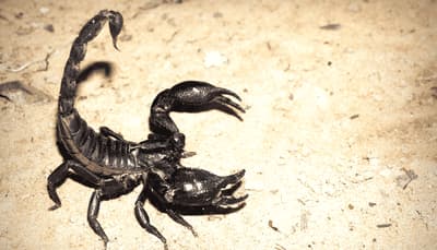 Disinfestazione Scorpioni