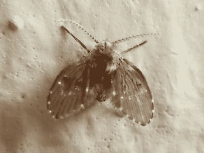 Mosca dello scarico
