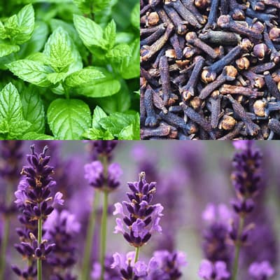 Rimedi Naturali Contro Mosche