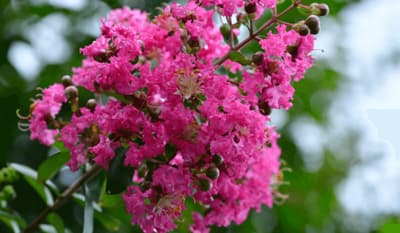 Lagerstroemia