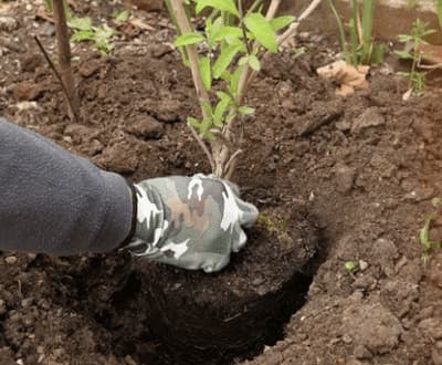 messa a dimora piante