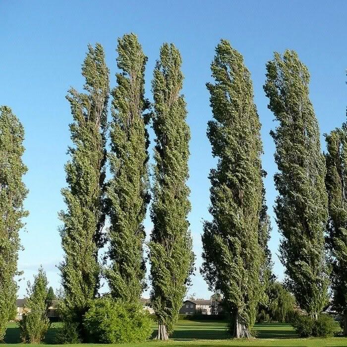 pioppo cipressino