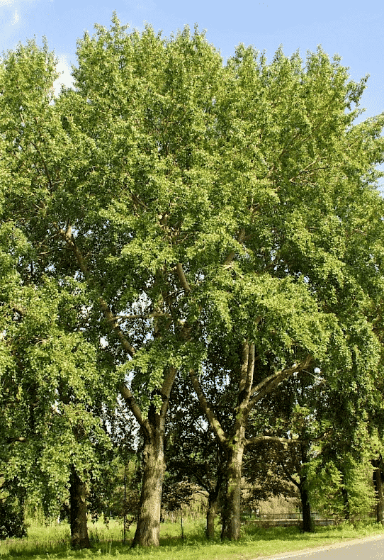 Foglie di pioppo gatterino (Populus canescens)