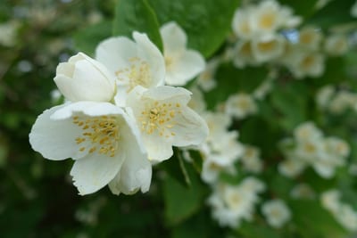 gelsomini fiori