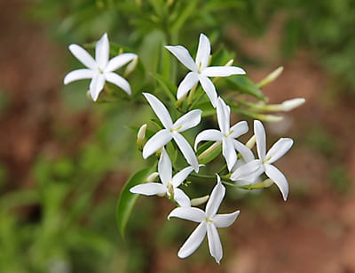 jasmine pianta
